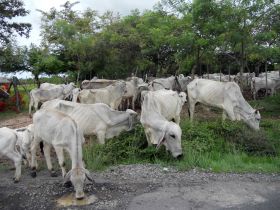 Cows in Pedasi, Panama – Best Places In The World To Retire – International Living